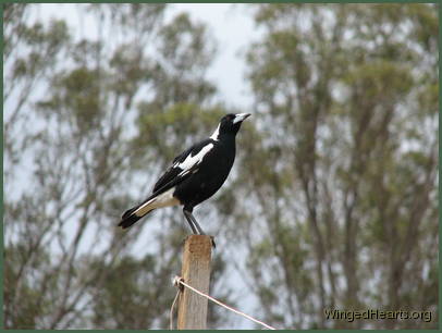 Maggie magpie (male) standing on the post