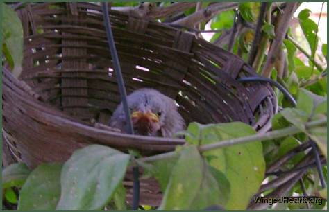 baby jungle babbler