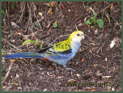 A Rosella pays a visit to the back yard