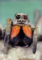 spiders - Paul Hilyard