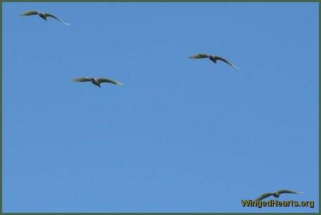 cockatoos in flock