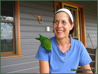 Jack Rainbow Lorikeet