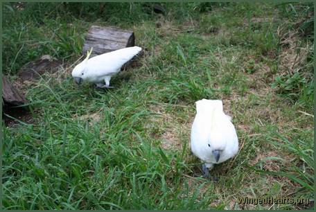 cockatoos on the ground