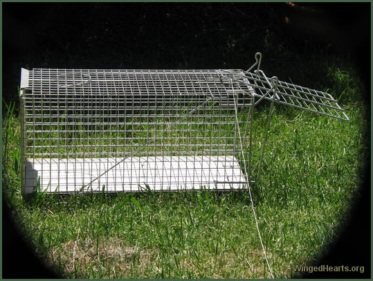 possum cage adjusted for the birds