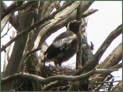 New baby standing on the edge of the nest