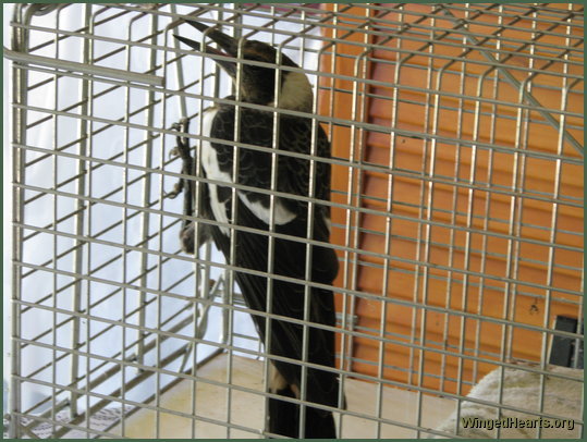 Shelly magpie in the cage ready to go to the vet