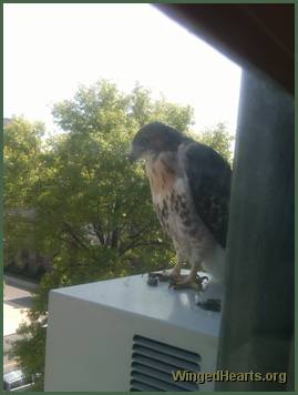 baby hawk on roof